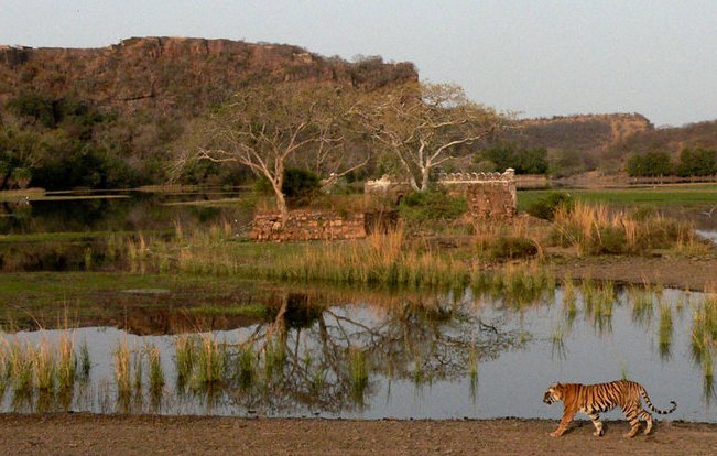 Jaipur - Ranthambore
